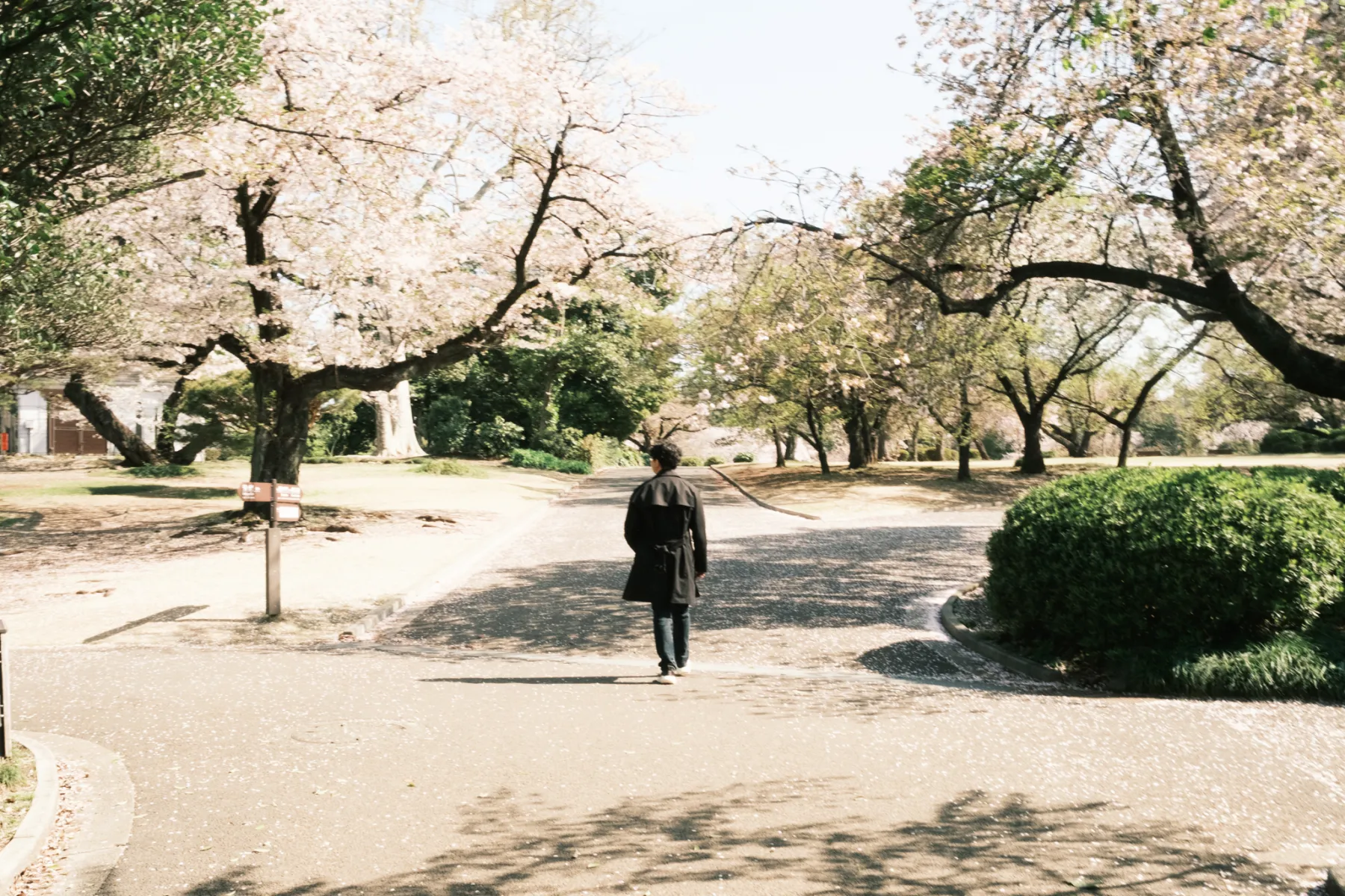 A person walking through a bright park lined with cherry trees in bloom.