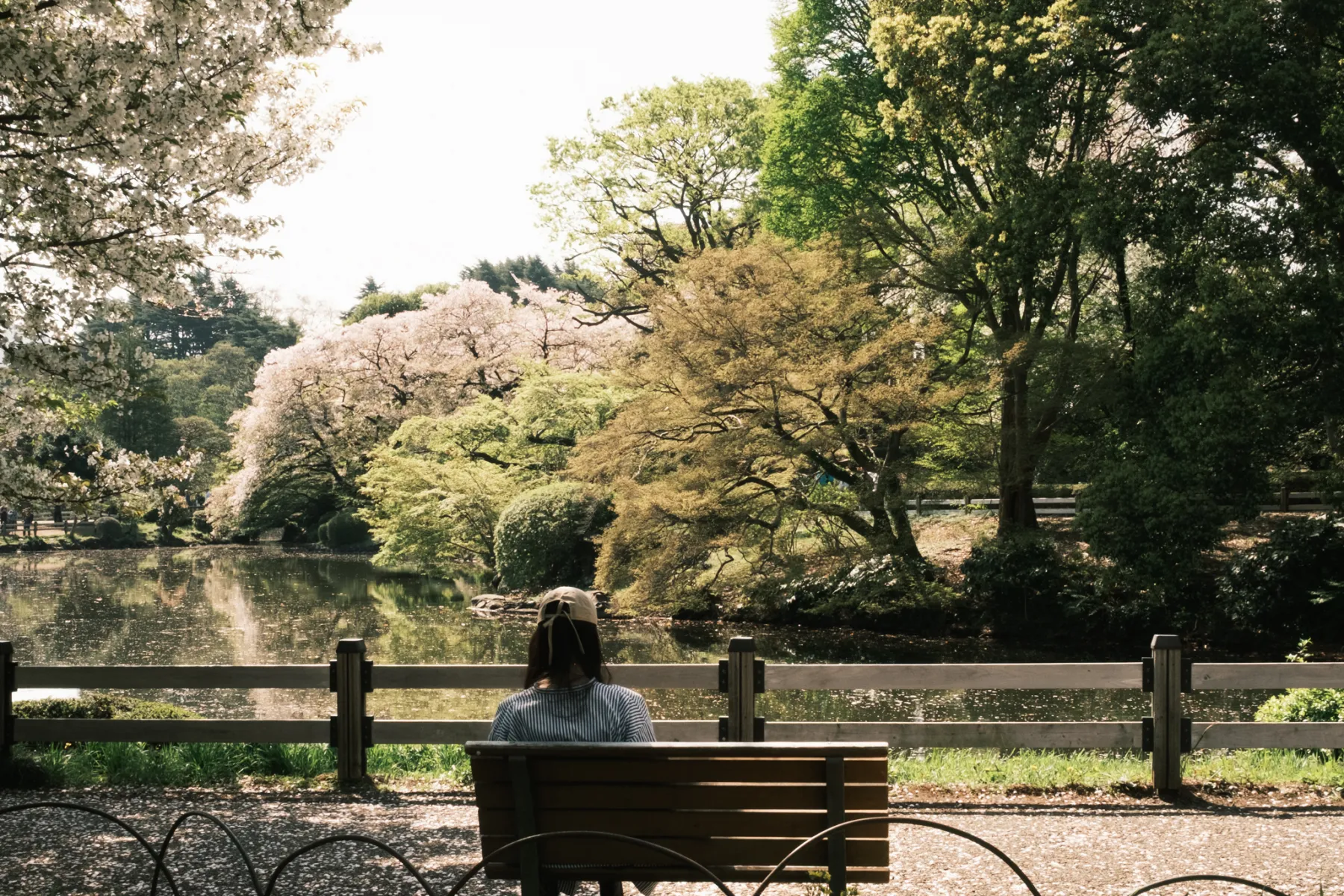 A person seated on a bench beneath spreading trees in a quiet garden.